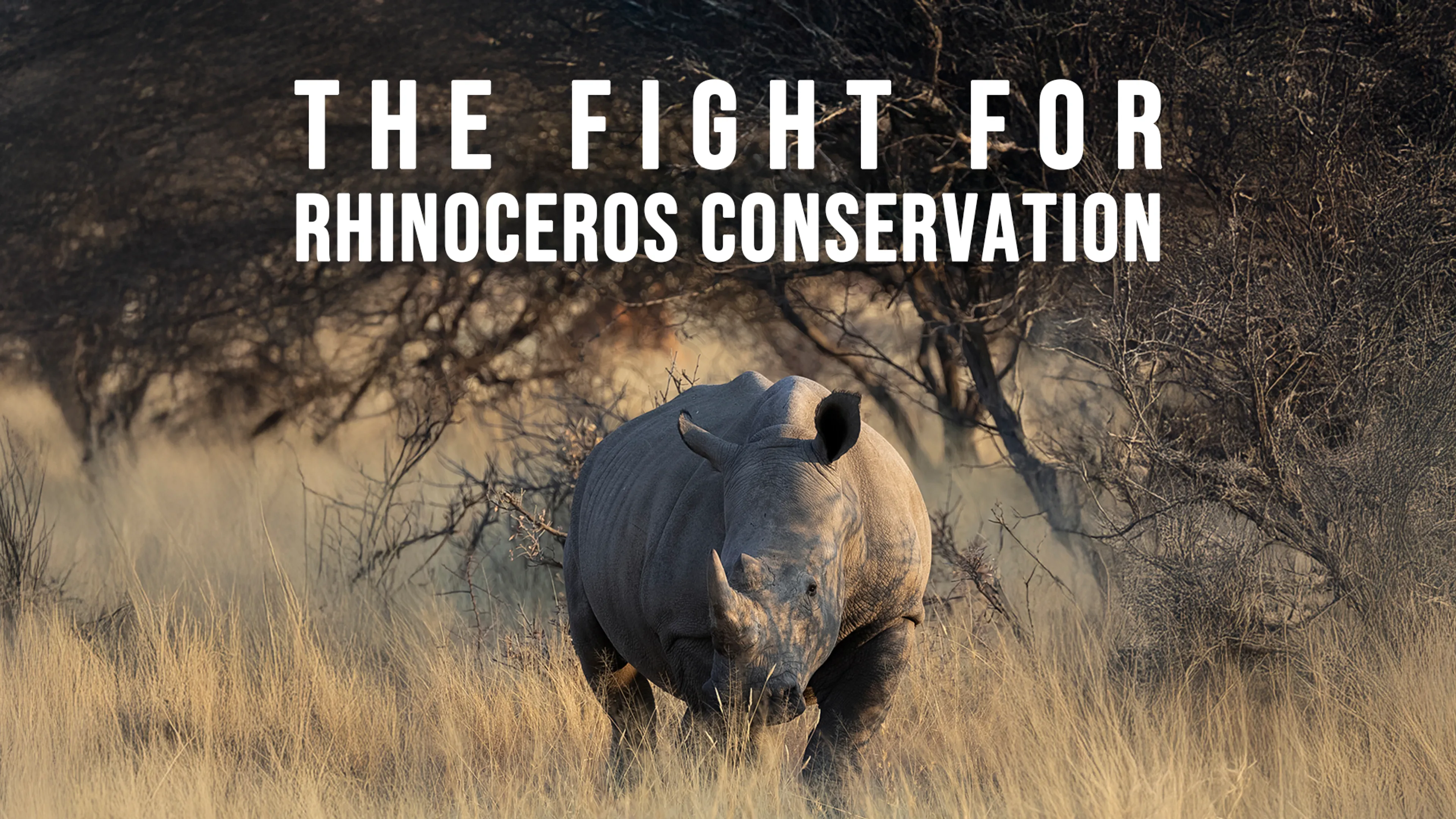 The Fight for Rhinoceros Conservation poster